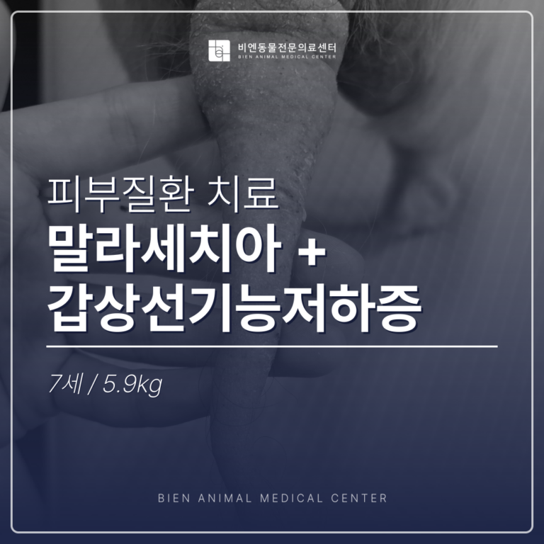 강아지 탈모/가려움증
