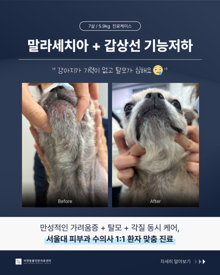 말라세치아