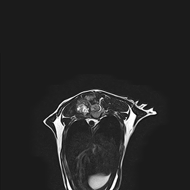ctmri-g008