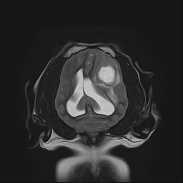 ctmri-g010