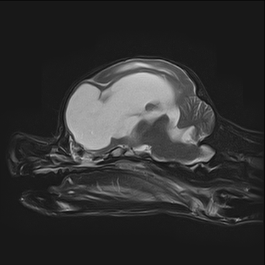 ctmri-g012