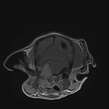 ctmri-g017