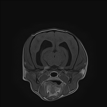 ctmri-g018