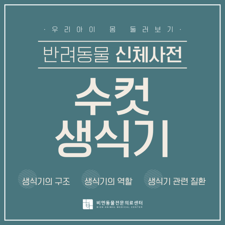 신체사전 수컷 생식기